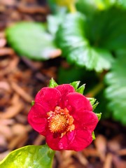 red flower in garden