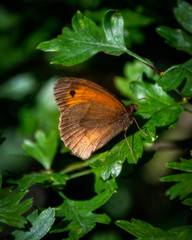 butterfly on a leaf