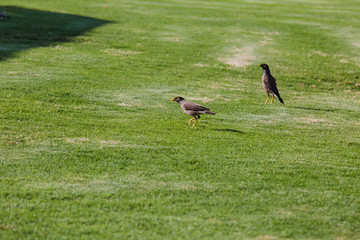 Myna bird Acridotheres tristis on a background of green grass Starling Myna mynah green grass