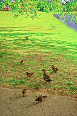 Geese in Green Park of Audley End House in Essex