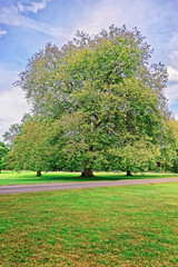 Big old maple tree in Park of Audley End House