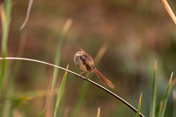 Plain prinia sitting on branch