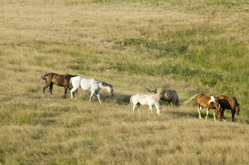Horses grazing near Lower Brule, South Dakota