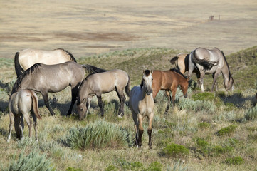 Naklejka na ściany i meble Black Hills Wild Horse Sanctuary, home to America's largest wild horse herd, Hot Springs, South Dakota