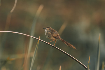 Plain prinia singing 