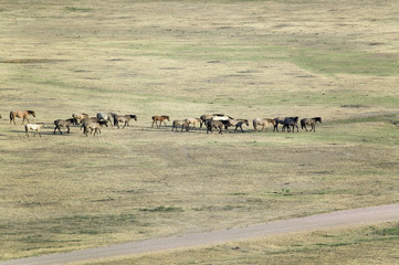 Distant shot of herd of horses at the Black Hills Wild Horse Sanctuary, the home to America's largest wild horse herd, Hot Springs, South Dakota