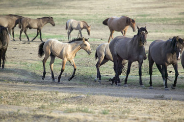 Wild horses walking along roadside of Black Hills Wild Horse Sanctuary, the home to America's largest wild horse herd, Hot Springs, South Dakota