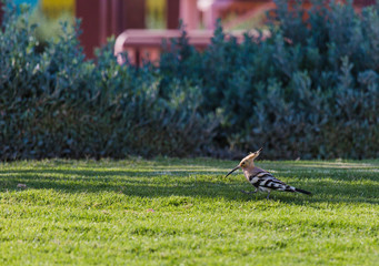 hoopoe on a grass hoopoe bird on the