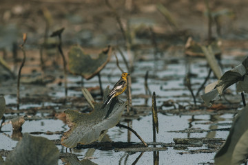 Wagtail bird on Lotus 