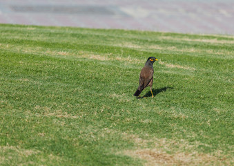 Myna bird Acridotheres tristis on a background of green grass Starling Myna mynah green grass
