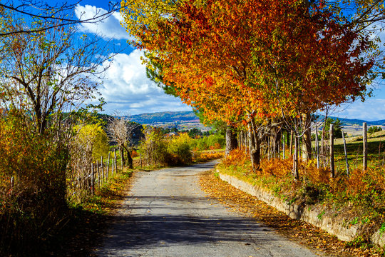 Foresta in autunno alberi e felci 