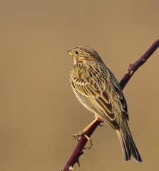 Corn bunting on branch with brown background, miliaria calandra