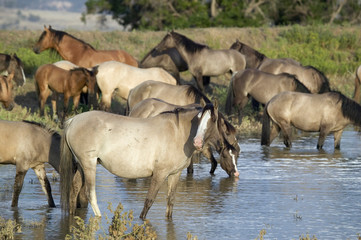 Fototapeta premium Large group of wild horses wading into pond at Black Hills Wild Horse Sanctuary, the home to America's largest wild horse herd, Hot Springs, South Dakota