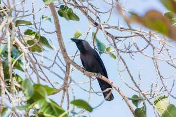 Crow, Birds crow on a tree a live crow on branch