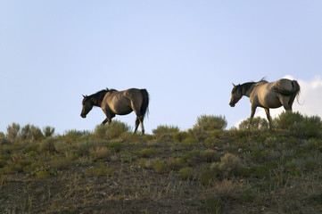 Wild horses walking on hillside at sunset at the Black Hills Wild Horse Sanctuary, the home to America's largest wild horse herd, Hot Springs, South Dakota