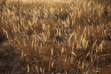 grass field outdoor autumn nature background on sunset. selective focus