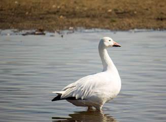 goose in water