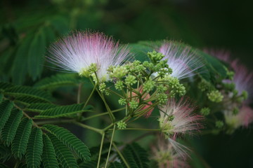 Seidenbaum in schillernden Farben