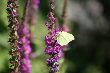 Zitronenfalter am Blutweiderich in meinem Garten