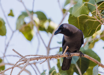 Crow, Birds crow on a tree a live crow on branch