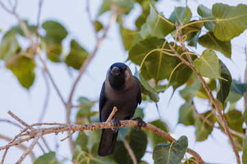 Crow, Birds crow on a tree a live crow on branch