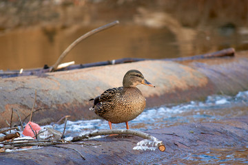 duck looking for food in the polluted environment