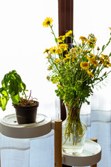 Vaso con pianta di basilico e mazzo di fiori