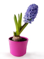 purple and pink flowers of hyacinth close up