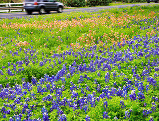 Bluebonnets, Texas national flowers,  and Indian paintbrush along the country road.