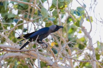 crow on a tree a live crow on a branch