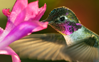 Headshot of a beautiful male hummingbird visiting pink flower