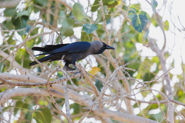 Crow, Birds crow on a tree a live crow on branch
