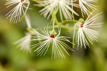 Exotic, unusual, white Spider Orchid Flower with a rust orange center against an olive green background.