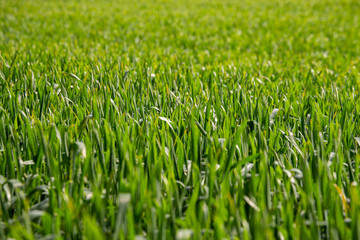 Kornfeld im Frühling