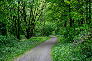 Wald mit Weg