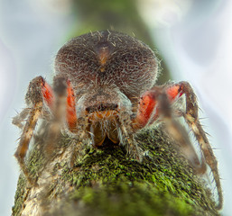 Macro spider