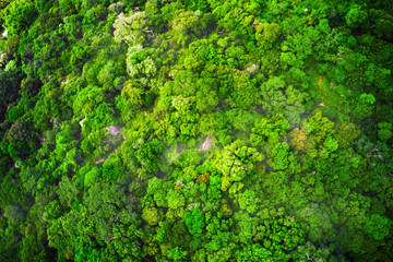 Naklejka premium jungle and mist aerial view