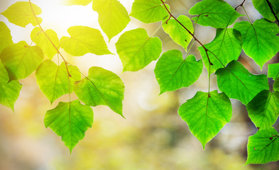 Fototapeta na wymiar Beautiful green leaves and sun