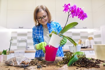 Woman caring transplanting plant Phalaenopsis orchid at table