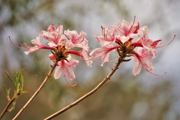 Beautiful Pink Azalea flower blooming in the garden, Spring GA USA.