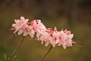Beautiful Pink Azalea flower blooming in the garden, Spring GA USA.
