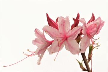 Pink azalea flower with buds isolated on the white background.