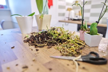Care, replanting orchids, primer for orchids, secateurs, treatment of diseased plants