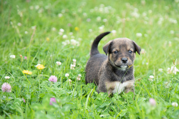 Rescue Puppy
