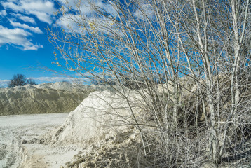 Natural remains in a quarry site.
