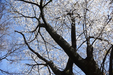 Cherry blossoms in full bloom / Cherry blossoms have been loved by Japanese people for a long time, and they bloom all over Japan since the middle of March, giving people the joy of spring.