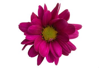 red chrysanthemum isolated