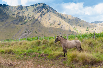Fototapeta premium caballos salvajes libres por las praderas y montañas juntos en manada y con sus crias