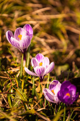 Naklejka premium Crocus, plural crocuses or croci is a genus of flowering plants in the iris family. A single crocus, a bunch of crocuses, a meadow full of crocuses, close-up crocus
