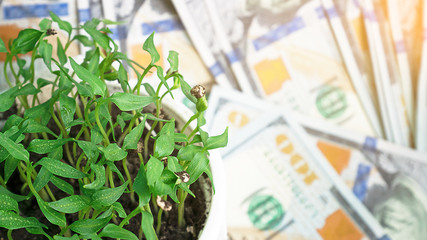 American dollars and pepper green seedlings. Wealth and money growth concept. Growing young plants and bucks as symbol of investment, saving and financial planning. Countryside. Close up. Copy space.